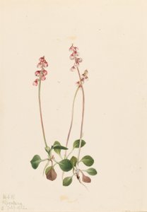 Kleine Pyrola (Pyrola minor)