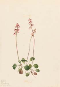 Kleine Pyrola Pyrola minor