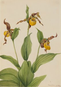 Kleine Gelbe Frauenschuh Cypripedium parviflorum, 1917