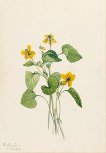 Glattes Gelbes Veilchen (Viola eriocarpa) von Mary Vaux Walcott