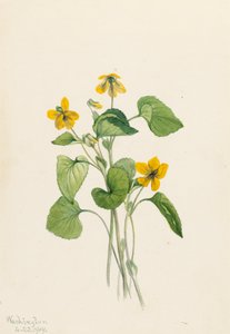 Glattes Gelbes Veilchen Viola eriocarpa, 1919