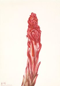 Schneepflanze (Sarcodes sanguinea) von Mary Vaux Walcott