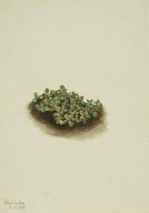 Schneeweide (Salix nivalis) von Mary Vaux Walcott