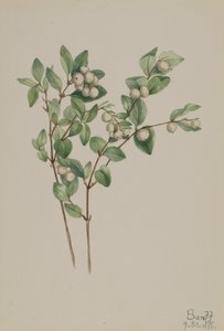 Schneebeere Symphoricarpos albus, 1918 von Mary Vaux Walcott