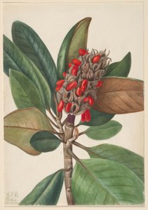 Südliche Magnolie (Magnolia grandiflora) von Mary Vaux Walcott