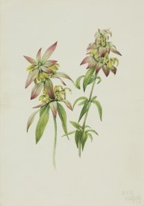 Gefleckte Bienenbalsam (Monarda punctata) von Mary Vaux Walcott