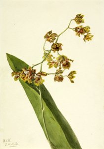 Geflecktes Cyrtopodium