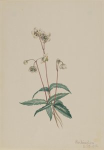 Gefleckte Pipsissewa (Chimaphila maculata) von Mary Vaux Walcott