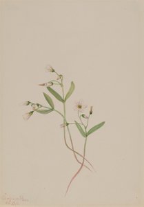 Frühlingsschönheit (Claytonia lanceolata) von Mary Vaux Walcott