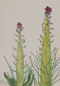 Squaw-Kohl Caulanthus inflatus, 1935