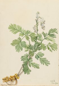 Eichhörnchenmais (Bikukulla canadensis) von Mary Vaux Walcott