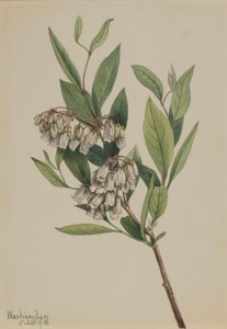 Stagger-Busch (Pieris mariana) von Mary Vaux Walcott