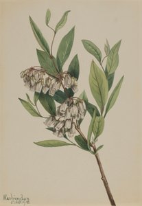 Stagger-Bush Pieris mariana, 1918 von Mary Vaux Walcott