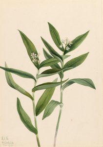 Stern-Solomonfeder Vagnera stellata, 1921