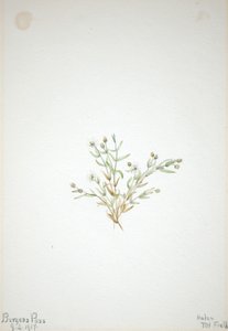 Stelleria leata von Mary Vaux Walcott
