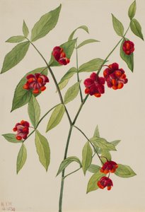 Erdbeerstrauch-Herzen platzen vor Liebe Euonymus Americanus, 1930