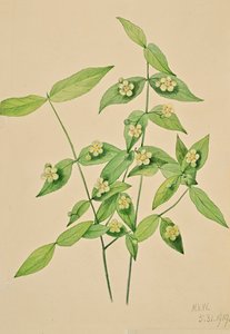 Erdbeerstrauch Euonymus americanus, 1919