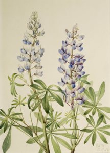 Sonnenuhr Lupine Lupinus perennis, 1919
