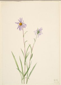 Sumpfaster (Aster paludosus) von Mary Vaux Walcott