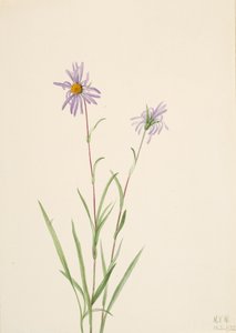 Sumpfaster Aster paludosus, 1922 von Mary Vaux Walcott