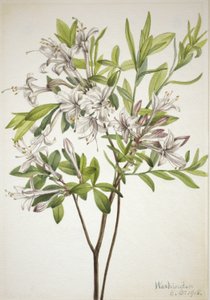 Sumpfazalee (Azalea viscosa) von Mary Vaux Walcott