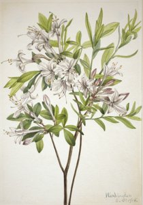 Sumpfazalee Azalea viscosa von Mary Vaux Walcott