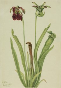 Sarracenia rubra (Süßer Schlauch) von Mary Vaux Walcott