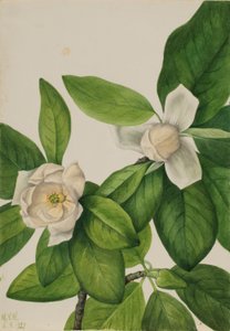 Sumpfmagnolie (Magnolia virginiana) von Mary Vaux Walcott