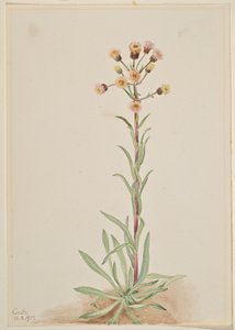 Hohe Flohblume (Erigeron acris) von Mary Vaux Walcott