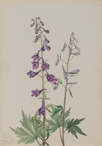 Hoher Rittersporn, 1920