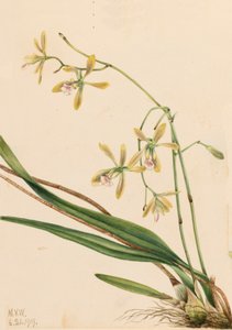 Tampa Epidendrum (Epidendrum tampense)
