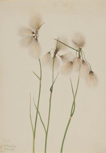 Schmalblättriges Wollgras Eriophorum angustifolium, 1920 von Mary Vaux Walcott