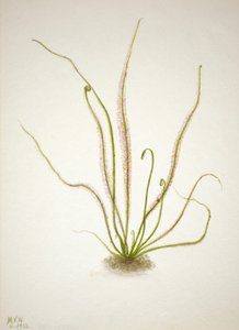 Fadenblättriger Sonnentau Drosera rotundifolia von Mary Vaux Walcott