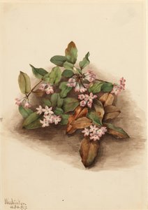 Kriechende Arbutus Epigaea repens, 1917