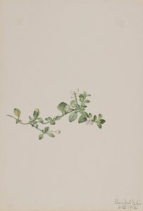 Kriechendes Houstonia (Houstonia procumbens) von Mary Vaux Walcott