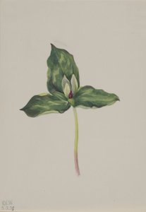 Trillium discolor von Mary Vaux Walcott