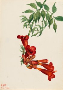 Trompetenblume (Bignonia radicans) von Mary Vaux Walcott