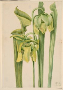 Trompetenblatt (Sarracenia flava) von Mary Vaux Walcott
