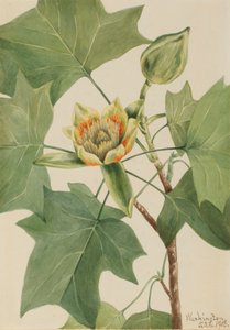 Tulpenbaum von Mary Vaux Walcott