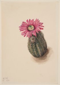 Truthahnkopf-Kaktus (Echinocerus perbellus) von Mary Vaux Walcott