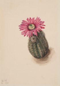 Truthahnhauptkaktus Echinocerus perbellus, 1930