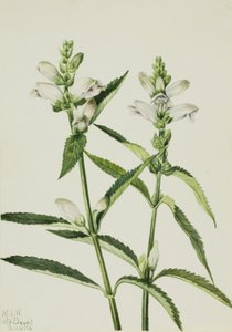 Schildkrötenkopf (Chelone glabra) von Mary Vaux Walcott