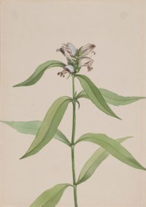 Schilddrüsenblume (Chelone glabra) von Mary Vaux Walcott