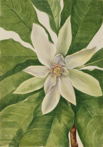 Schirmbaum Magnolia tripetala, 1932