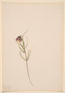 Ohne Titel--Blumenstudie von Mary Vaux Walcott