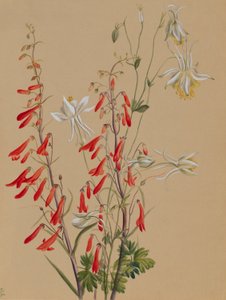 Ohne Titel--Blumenstudie von Mary Vaux Walcott
