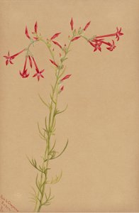 Ohne Titel - Blumenstudie von Mary Vaux Walcott