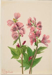 Ohne Titel--Blumenstudie von Mary Vaux Walcott