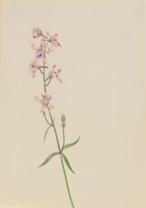 Ohne Titel - Blumenstudie von Mary Vaux Walcott