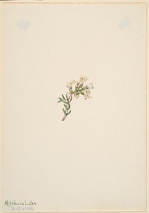 Ohne Titel - Blumenstudie von Mary Vaux Walcott